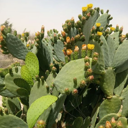 PRICKLY PEAR : SUSTAINABLE RESOURCE