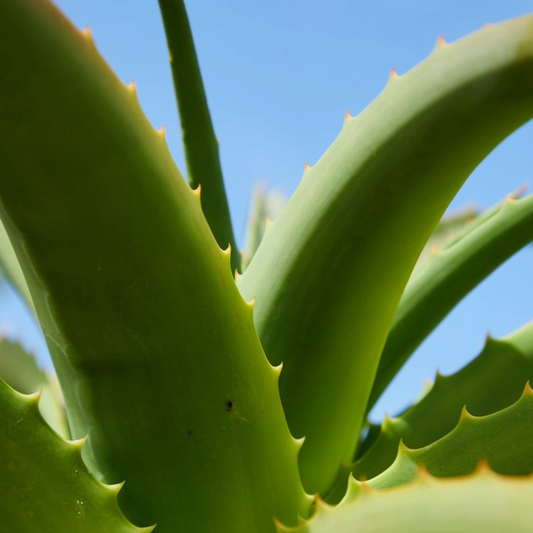 The hair secrets of aloe vera : the ultimate guide for curly hair