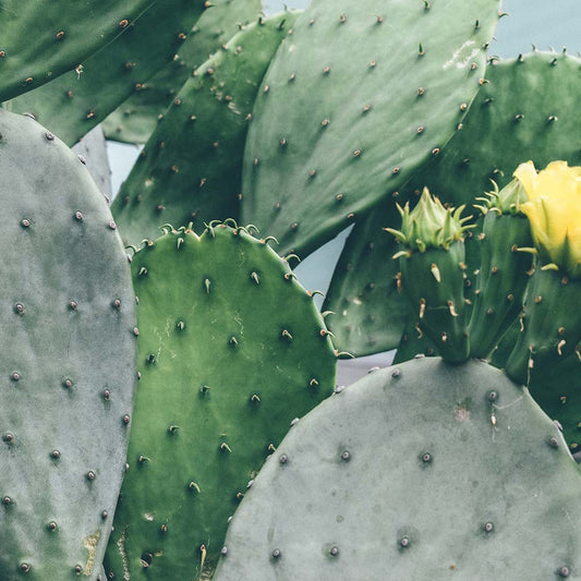 benefits prickly pear oil for hair
