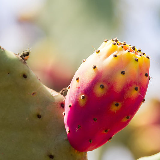 Prickly pear oil for the hair!