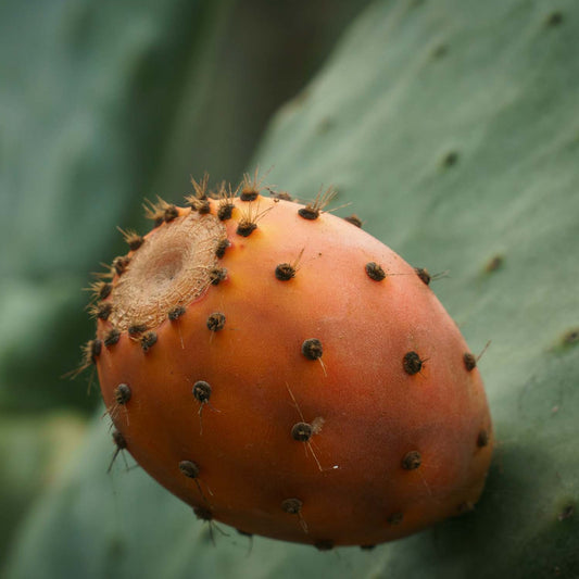 benefits of prickly pear oil for hair